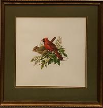 Cardinals Print by Roger Tory Peterson 202//212
