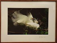 Snowy Egret Framed Photo by Joe Smith 202//153