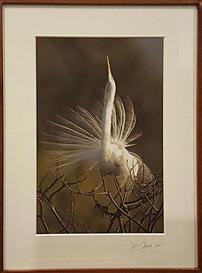 Great Egret Framed Photo by Joe Smith 202//273