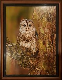 Barred Owl Framed Photo by Alan Murphy 202//262