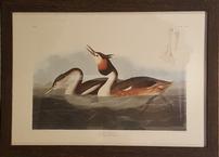 Framed Audubon Print: Crested Grebe
