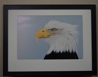 Bald Eagle Photograph 202//160