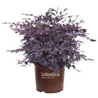 Five Purple Pixie Loropetalums 3 Gal Sz. From Southern Living Plant Collection 202//202