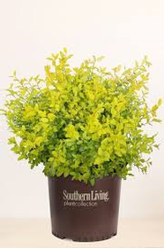 Five Sunshine Ligustrums, 3 Gal Sz. From Southern Living Plant Collection 186//280